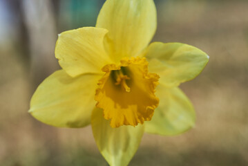 Yellow Daffodil in Bloom