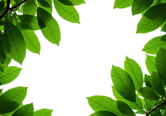 Fototapeta premium Green leaves frame transparent background cutout png
