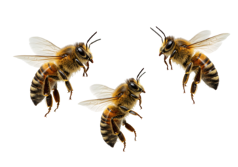 Three bees in flight transparent background cutout png