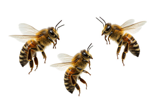 Three bees in flight transparent background cutout png
