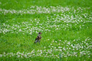 Selective focus photo. Fieldfare bird, Turdus pillars.