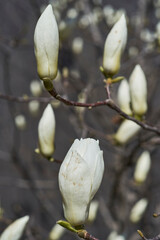 Magnolia flower buds in spring