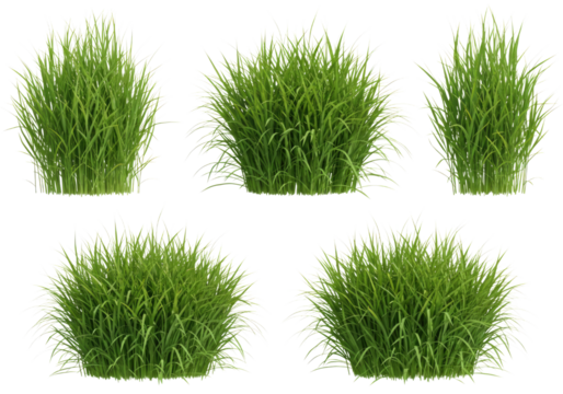 Set of five green grass bunches transparent background cutout png