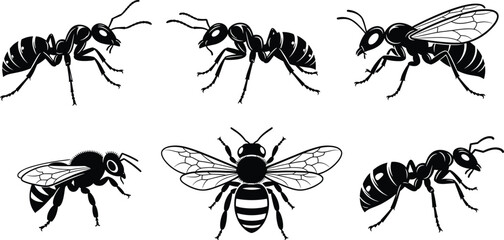 Insect silhouettes, bee, ant, wasp, black vector, segmented body, wings, antennae, entomology design, nature illustration, bug anatomy, isolated icons