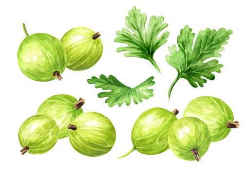 Ripe sweet green berries of gooseberry set. Hand drawn watercolor illustration, isolated on white background