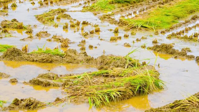 The rice fields after the rice harvest in Korea