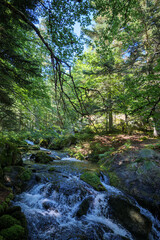 Obraz premium Mourguillou stream flowing over mossy rocks in a vibrant, sunlit forest in the Pyrenees