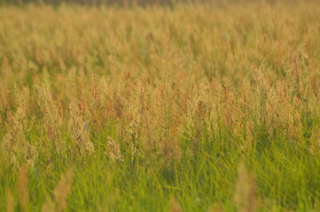 Golden grass swaying gently in the breeze under a warm sun at a rural field during early morning