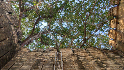 Roots of banyan tree hanging down from old wall telling story of time