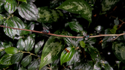 Fly Background, nature