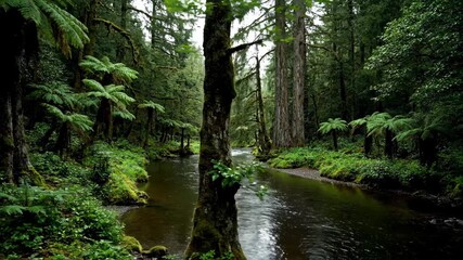 Serene slow panning shot along a winding river flowing through a dense lush forest on an overcast day calm, dense lush forest, organic