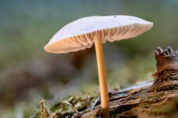 Mushrooms in the forest