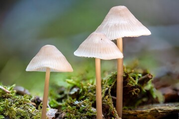 Mushrooms in the forest