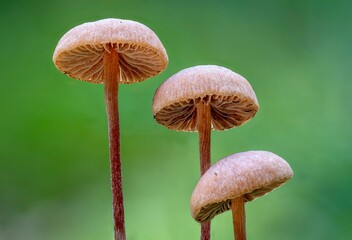 Mushrooms in the forest