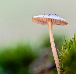 Mushrooms in the forest
