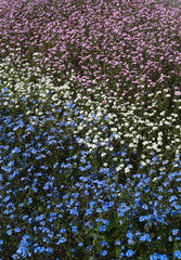 Purple Lavender Flowers Blooming in Garden Field