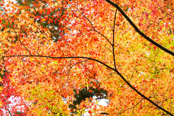 Autumn leaves swaying in the wind
