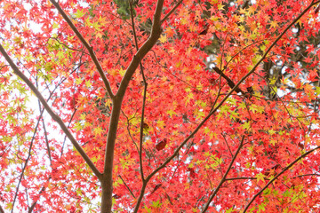 Autumn leaves swaying in the wind
