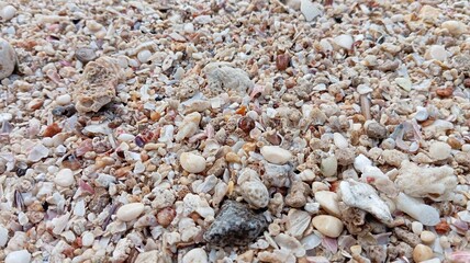 Macro Beach Texture ​A Carpet of Coastal Shells ​The Speckled Shoreline