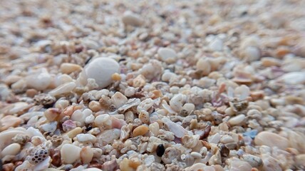 Macro Beach Texture ​A Carpet of Coastal Shells ​The Speckled Shoreline