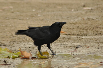 Black bird walking on wet ground surrounded by autumn leaves in a serene outdoor setting