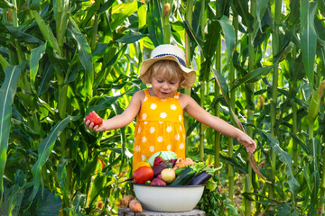 A child is harvesting vegetables in the garden. selective focus.
