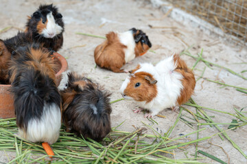 Group of cute little guinea pig or cavy were feeing by grass and carrot. Animal pets, living in nature portrait. Eye focus.