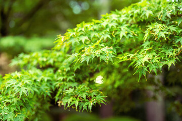Green maple tree leaf before autumn season. Nature for background scene, extreme close-up and selective focus.	