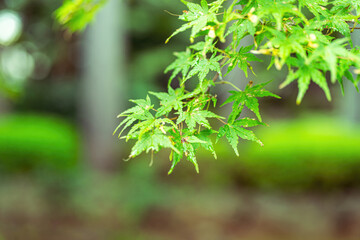 Fototapeta premium Green maple tree leaf before autumn season. Nature for background scene, extreme close-up and selective focus. 