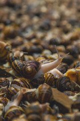 Growing escargot on a farm. Selective focus.