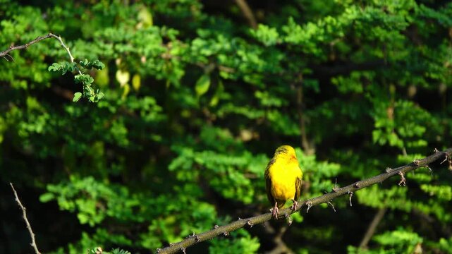 Southern masked weaver (Ploceus velatus) preening. 