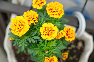 French marigold flower in vibrant yellow that growth in flower pot, close-up at the flower head. 