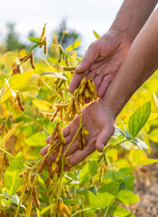 soybeans in the hands of a farmer on the field. Selective focus.
