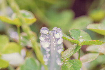 朝日を浴びて輝く水滴
