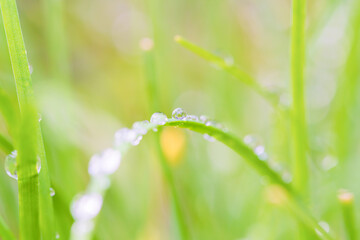 日差しに輝く朝露
