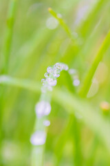 日差しを反射して輝く朝露
