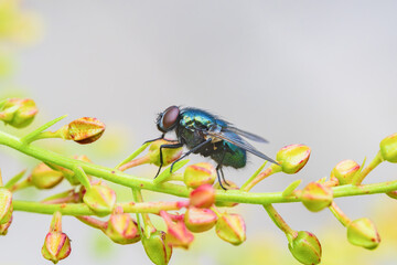 メタリックカラーのキンバエ
