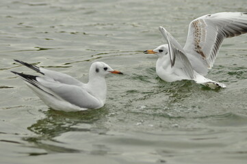 Obraz premium Seagulls interacting on a calm water surface during the early morning hours at a coastal location