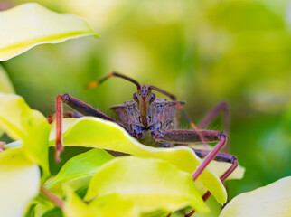 オオトビサシガメ