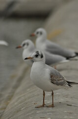 Seagulls standing on a pier at a coastal location during a cloudy day