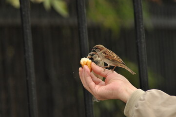 Birds enjoying crumbs in a park while a person feeds them on a sunny day
