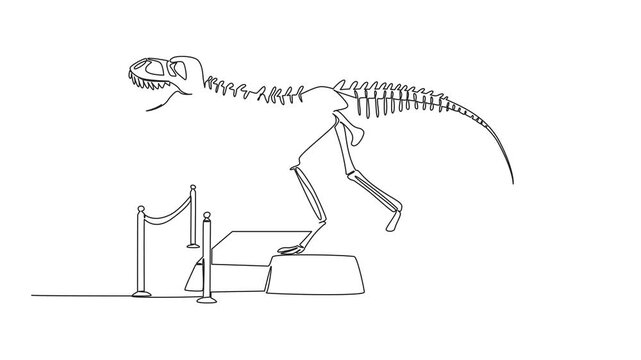 Animated self drawing of continuous line drawing T Rex dinosaur skeleton in museum room. Museum for learning. Get to know ancient animals. International Museum Day. Full length single line animation