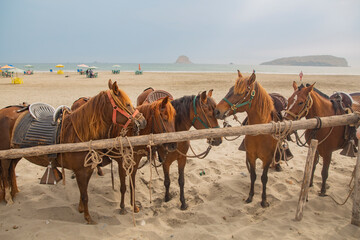 Peruvian horses on the ocean beach.