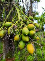 close up of betel nut on tree