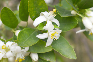 Blossoming orange tree flowers, orange blossoms, Spring harvest, closeup of Orange tree branches with flowers and leaves, buds and leaves, white little flower closeup, Chakwal, Punjab, Pakistan