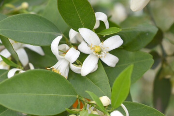 Blossoming orange tree flowers, orange blossoms, Spring harvest, closeup of Orange tree branches with flowers and leaves, buds and leaves, white little flower closeup, Chakwal, Punjab, Pakistan