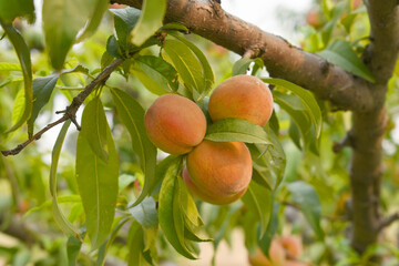 Fresh Ripe Peach fruits on a tree branch with leaves closeup, A bunch of ripe Peaches on a branch, Ripe delicious fruit peaches on the tree, Ripe sweet peach fruits grow on a peach tree branch