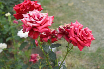 Beautiful red rose flower closeup in garden, A very beautiful red rose flower bloomed on the rose tree, Rose flower closeup, bloom flowers, Natural spring flower, Natural floral background,