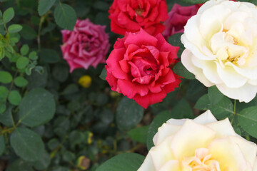 Beautiful red rose flower closeup in garden, A very beautiful red rose flower bloomed on the rose tree, Rose flower closeup, bloom flowers, Natural spring flower, Natural floral background,
