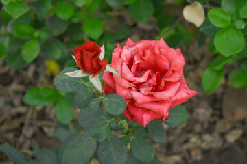 Beautiful red rose flower closeup in garden, A very beautiful red rose flower bloomed on the rose tree, Rose flower closeup, bloom flowers, Natural spring flower, Natural floral background,
